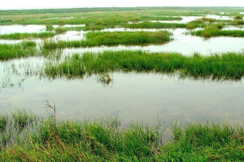 生态破坏行为致湿地生态系统损害鉴定
