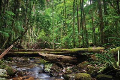 生态破坏行为致森林生态系统损害鉴定